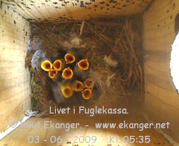 Blmeisunger. - Fuglekasse med kamera, flg med p livet i fuglekassa. -  Foto: Knut Ekanger