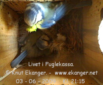 Blmeiser med unger. - Fuglekasse med kamera, flg med p livet i fuglekassa. -  Foto: Knut Ekanger