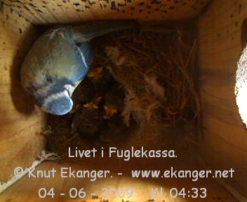 Blmeis med unger. - Fuglekasse med kamera, flg med p livet i fuglekassa. -  Foto: Knut Ekanger