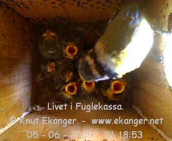 Blmeis med unger. - Fuglekasse med kamera, flg med p livet i fuglekassa. -  Foto: Knut Ekanger