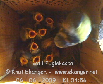 Blmeis med unger. - Fuglekasse med kamera, flg med p livet i fuglekassa. -  Foto: Knut Ekanger