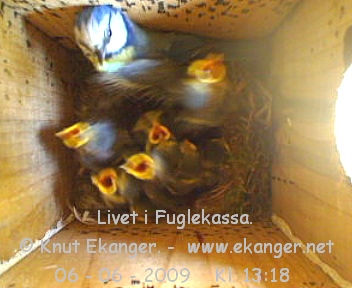 Blmeis med unger. - Fuglekasse med kamera, flg med p livet i fuglekassa. -  Foto: Knut Ekanger