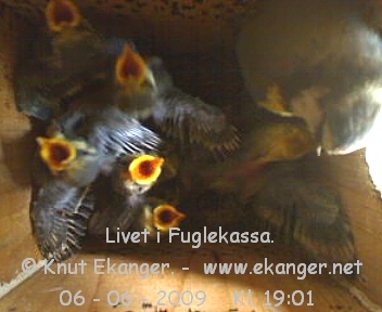Blmeis med unger. - Fuglekasse med kamera, flg med p livet i fuglekassa. -  Foto: Knut Ekanger