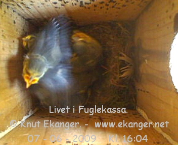 Blmeisunger. - Fuglekasse med kamera, flg med p livet i fuglekassa. -  Foto: Knut Ekanger
