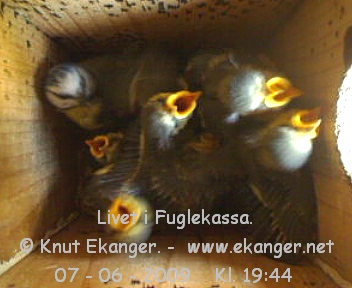 Blmeis med unger. - Fuglekasse med kamera, flg med p livet i fuglekassa. -  Foto: Knut Ekanger