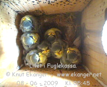 Blmeisunger. - Fuglekasse med kamera, flg med p livet i fuglekassa. -  Foto: Knut Ekanger