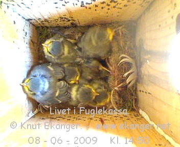 Blmeisunger. - Fuglekasse med kamera, flg med p livet i fuglekassa. -  Foto: Knut Ekanger