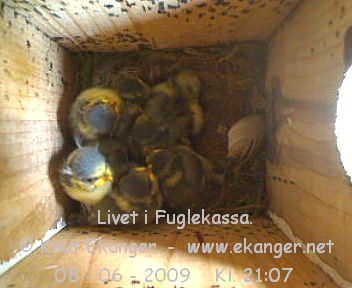 Blmeisunger. - Fuglekasse med kamera, flg med p livet i fuglekassa. -  Foto: Knut Ekanger