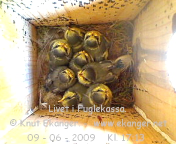 Blmeisunger. - Fuglekasse med kamera, flg med p livet i fuglekassa. -  Foto: Knut Ekanger