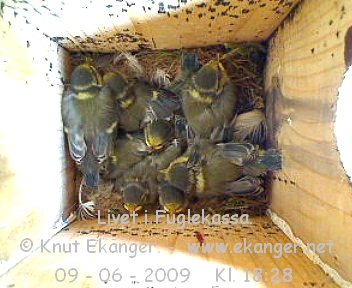 Blmeisunger. - Fuglekasse med kamera, flg med p livet i fuglekassa. -  Foto: Knut Ekanger