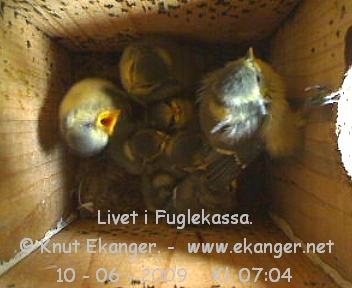 Blmeisunger. - Fuglekasse med kamera, flg med p livet i fuglekassa. -  Foto: Knut Ekanger