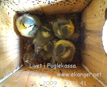 Blmeisunger. - Fuglekasse med kamera, flg med p livet i fuglekassa. -  Foto: Knut Ekanger