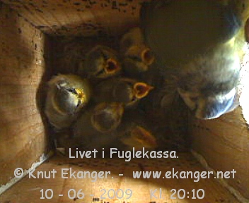 Blmeisunger. - Fuglekasse med kamera, flg med p livet i fuglekassa. -  Foto: Knut Ekanger