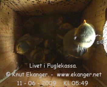 Blmeisunger. - Fuglekasse med kamera, flg med p livet i fuglekassa. -  Foto: Knut Ekanger
