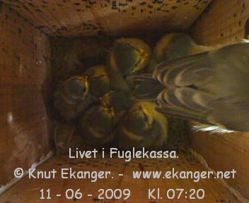 Blmeisunger. - Fuglekasse med kamera, flg med p livet i fuglekassa. -  Foto: Knut Ekanger