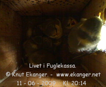 Blmeisunger. - Fuglekasse med kamera, flg med p livet i fuglekassa. -  Foto: Knut Ekanger