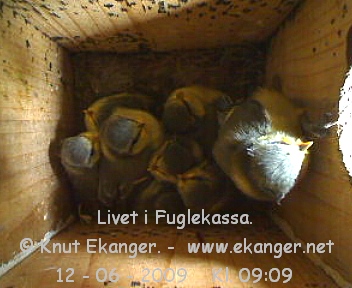 Blmeisunger. - Fuglekasse med kamera, flg med p livet i fuglekassa. -  Foto: Knut Ekanger