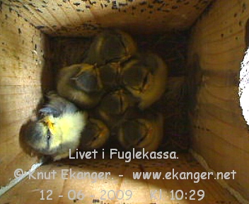 Blmeisunger. - Fuglekasse med kamera, flg med p livet i fuglekassa. -  Foto: Knut Ekanger