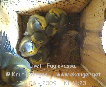 Blmeisunger. - Fuglekasse med kamera, flg med p livet i fuglekassa. -  Foto: Knut Ekanger