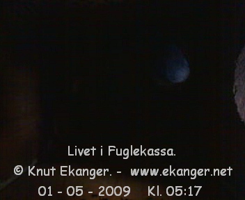 Blmeis. - Fuglekasse med kamera, flg med p livet i fuglekassa. -  Foto: Knut Ekanger