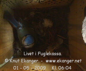 Blmeis. - Fuglekasse med kamera, flg med p livet i fuglekassa. -  Foto: Knut Ekanger