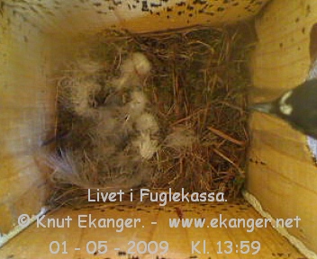 Fluesnapper. - Fuglekasse med kamera, flg med p livet i fuglekassa. -  Foto: Knut Ekanger