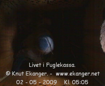 Blmeis. - Fuglekasse med kamera, flg med p livet i fuglekassa. -  Foto: Knut Ekanger