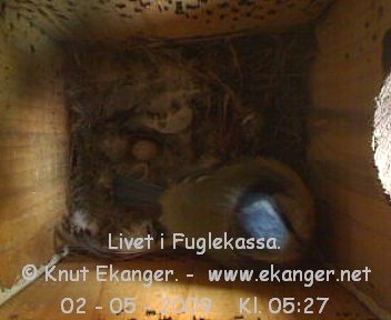 Blmeis. - Fuglekasse med kamera, flg med p livet i fuglekassa. -  Foto: Knut Ekanger