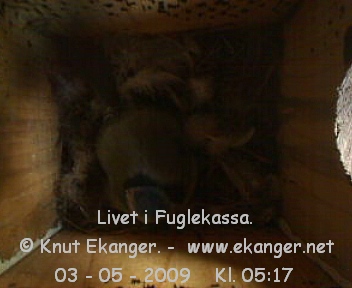 Blmeis. - Fuglekasse med kamera, flg med p livet i fuglekassa. -  Foto: Knut Ekanger
