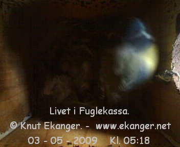 Blmeis. - Fuglekasse med kamera, flg med p livet i fuglekassa. -  Foto: Knut Ekanger
