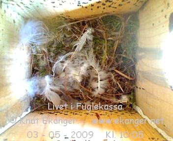 Blmeis. - Fuglekasse med kamera, flg med p livet i fuglekassa. -  Foto: Knut Ekanger