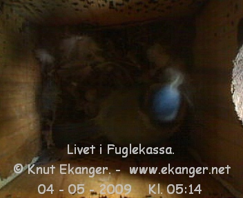 Blmeis. - Fuglekasse med kamera, flg med p livet i fuglekassa. -  Foto: Knut Ekanger