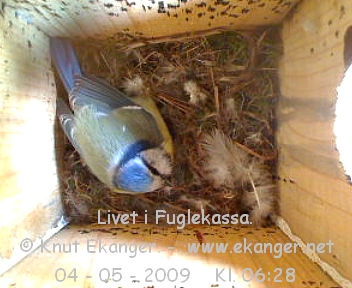 Blmeis. - Fuglekasse med kamera, flg med p livet i fuglekassa. -  Foto: Knut Ekanger