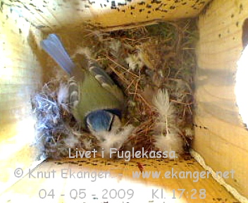 Blmeis. - Fuglekasse med kamera, flg med p livet i fuglekassa. -  Foto: Knut Ekanger