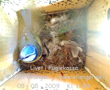 Blmeis. - Fuglekasse med kamera, flg med p livet i fuglekassa. -  Foto: Knut Ekanger