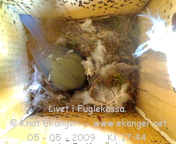 Blmeis. - Fuglekasse med kamera, flg med p livet i fuglekassa. -  Foto: Knut Ekanger