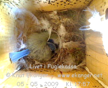Blmeis. - Fuglekasse med kamera, flg med p livet i fuglekassa. -  Foto: Knut Ekanger