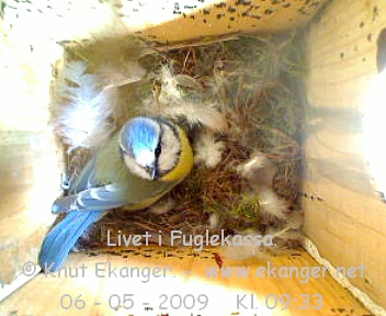 Blmeis. - Fuglekasse med kamera, flg med p livet i fuglekassa. -  Foto: Knut Ekanger