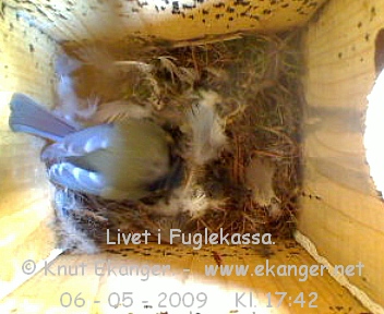Blmeis. - Fuglekasse med kamera, flg med p livet i fuglekassa. -  Foto: Knut Ekanger
