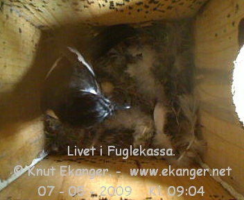Sorthvit Fluesnapper. - Fuglekasse med kamera, flg med p livet i fuglekassa. -  Foto: Knut Ekanger