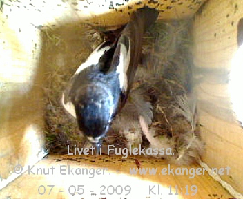 Sorthvit Fluesnapper. - Fuglekasse med kamera, flg med p livet i fuglekassa. -  Foto: Knut Ekanger