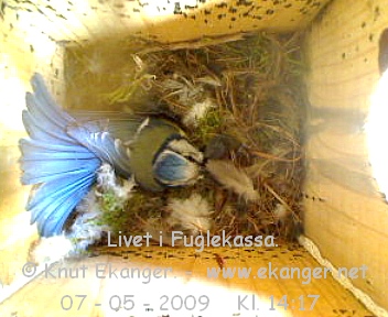 Blmeis. - Fuglekasse med kamera, flg med p livet i fuglekassa. -  Foto: Knut Ekanger