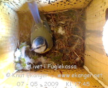 Blmeis. - Fuglekasse med kamera, flg med p livet i fuglekassa. -  Foto: Knut Ekanger