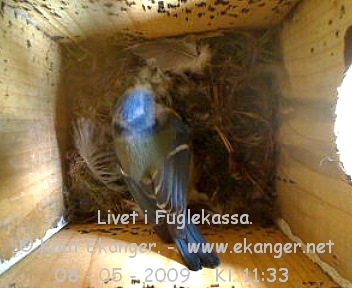 Blmeis. - Fuglekasse med kamera, flg med p livet i fuglekassa. -  Foto: Knut Ekanger