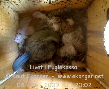 Blmeis. - Fuglekasse med kamera, flg med p livet i fuglekassa. -  Foto: Knut Ekanger