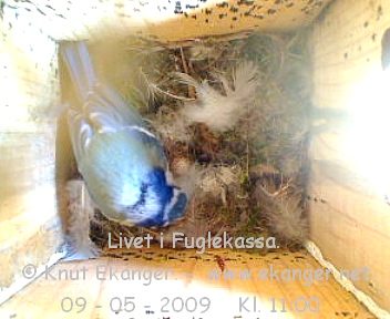 Blmeis. - Fuglekasse med kamera, flg med p livet i fuglekassa. -  Foto: Knut Ekanger