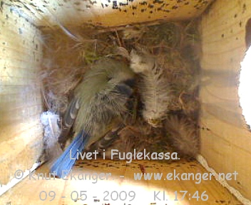 Blmeis. - Fuglekasse med kamera, flg med p livet i fuglekassa. -  Foto: Knut Ekanger