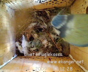 Blmeis. - Fuglekasse med kamera, flg med p livet i fuglekassa. -  Foto: Knut Ekanger