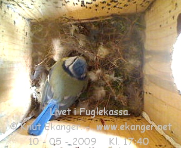 Blmeis. - Fuglekasse med kamera, flg med p livet i fuglekassa. -  Foto: Knut Ekanger
