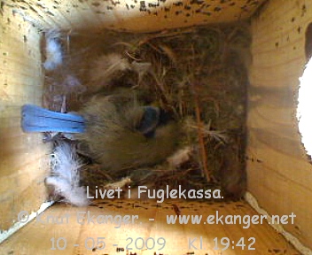Blmeis. - Fuglekasse med kamera, flg med p livet i fuglekassa. -  Foto: Knut Ekanger